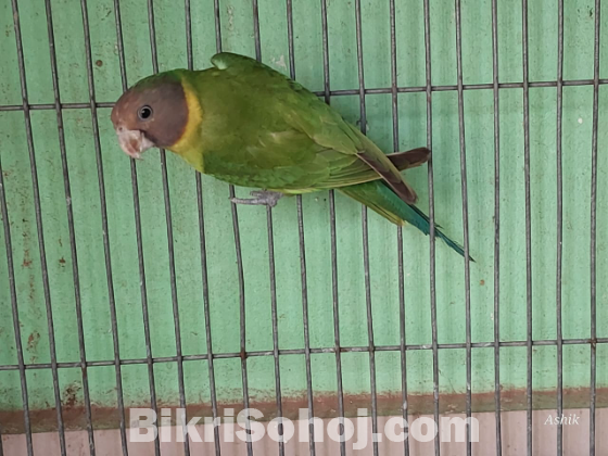 Plum headed Parakeet ( টিয়া পাখি)